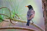 Robin In A Pine Tree_55686